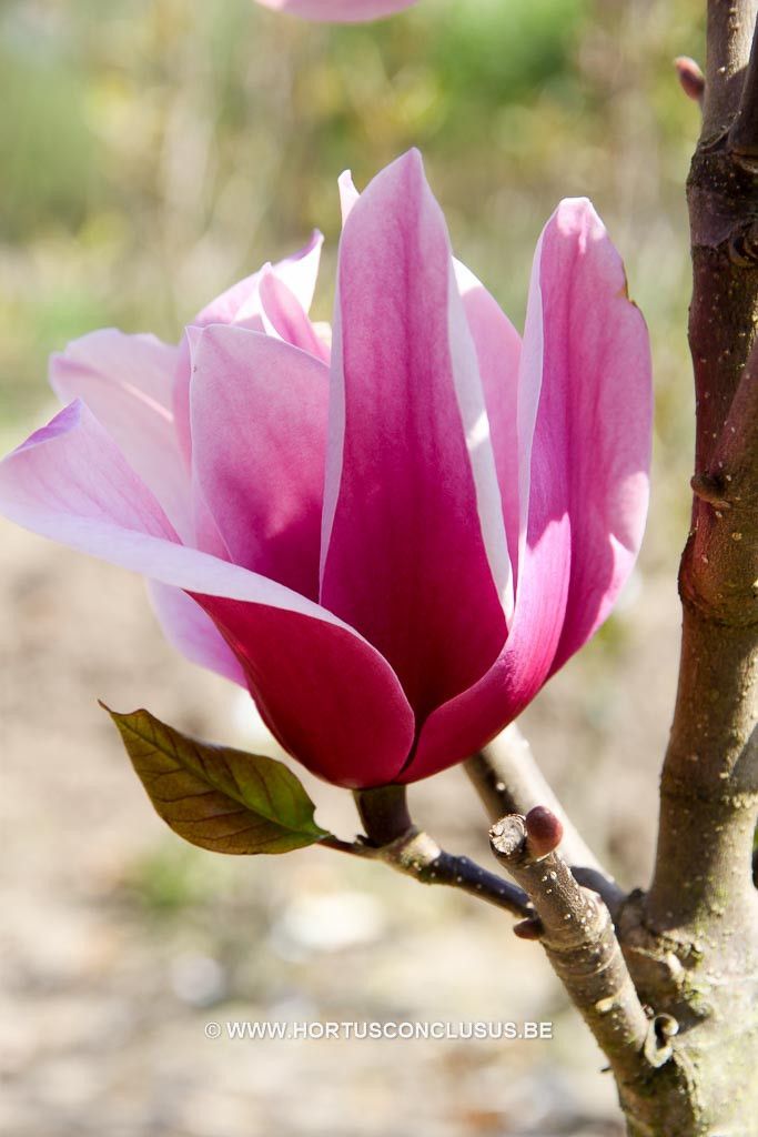 Magnolija „Amethyst Flame“