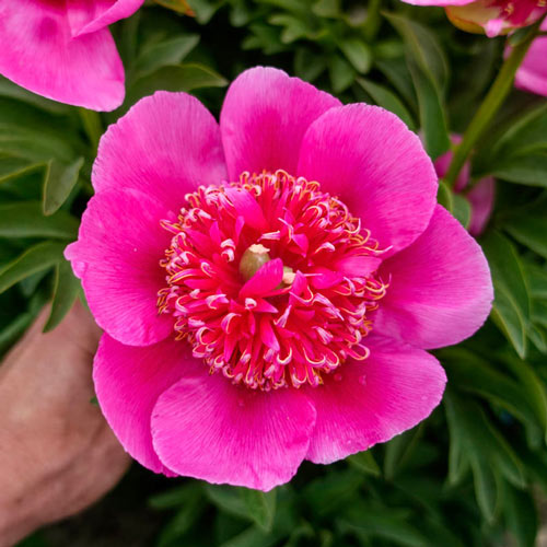 Vaistinis Bijūnas „Anemoniflora Rosea“