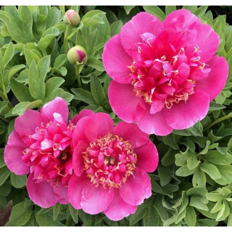 Vaistinis Bijūnas „Anemoniflora Rosea“ - Image 2