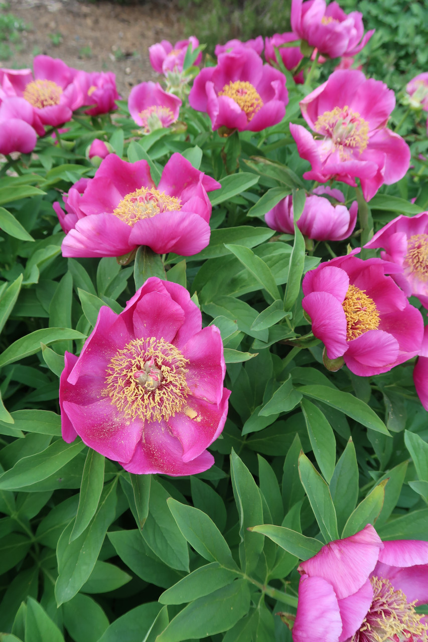 Vaistinis Bijūnas „Anemoniflora Rosea“ - Image 3
