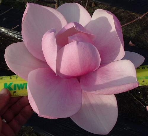 Magnolija „Brixton Belle“