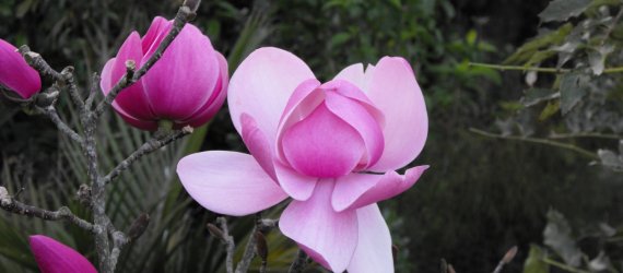 Magnolija „Brixton Belle“ - Image 2