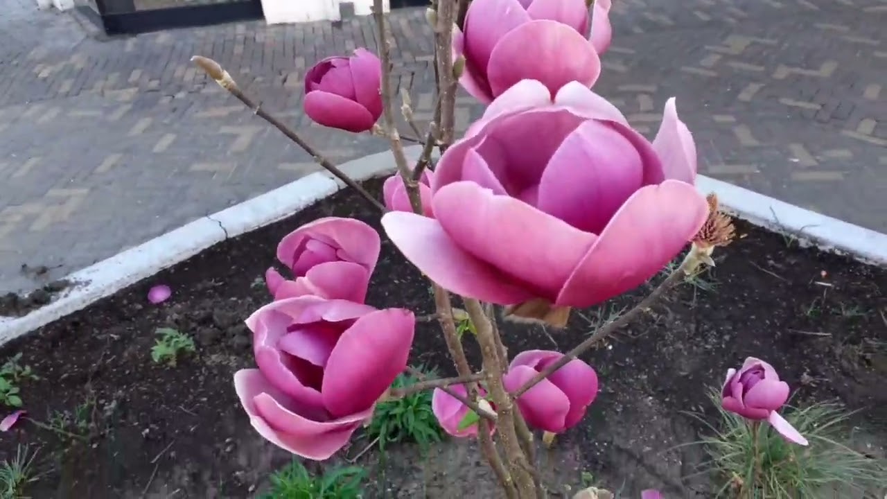 Magnolija „Brixton Belle“ - Image 3