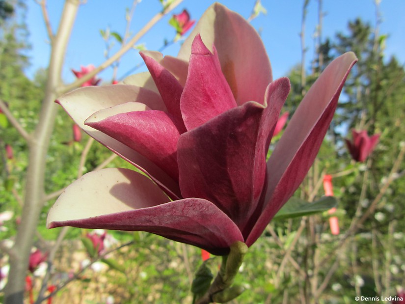 Magnolija „Burgundy Spire“