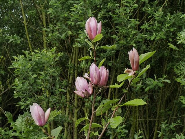 Magnolija „Burgundy Spire“ - Image 2