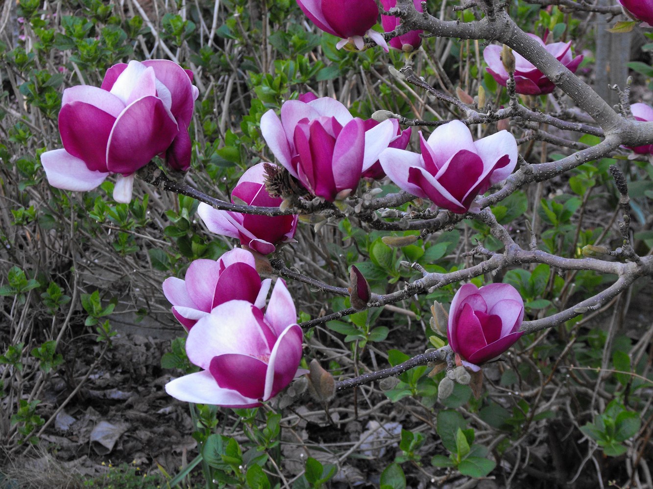Magnolija Sulanžo „Cameo“ - Image 3