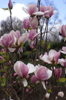Magnolija Sulanžo „Cameo“ - Image 2