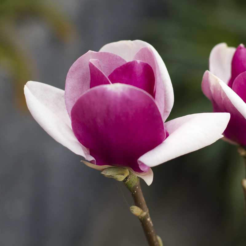 Magnolija Sulanžo „Cameo“