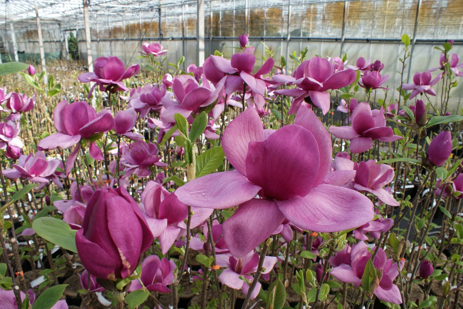 Magnolija „Cleopatra“ - Image 2