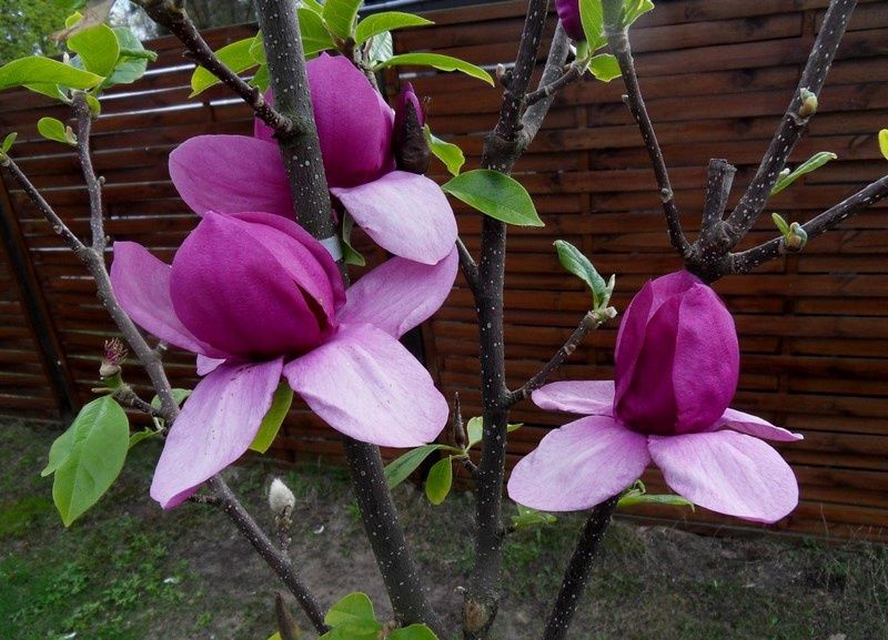 Magnolija „Cleopatra“