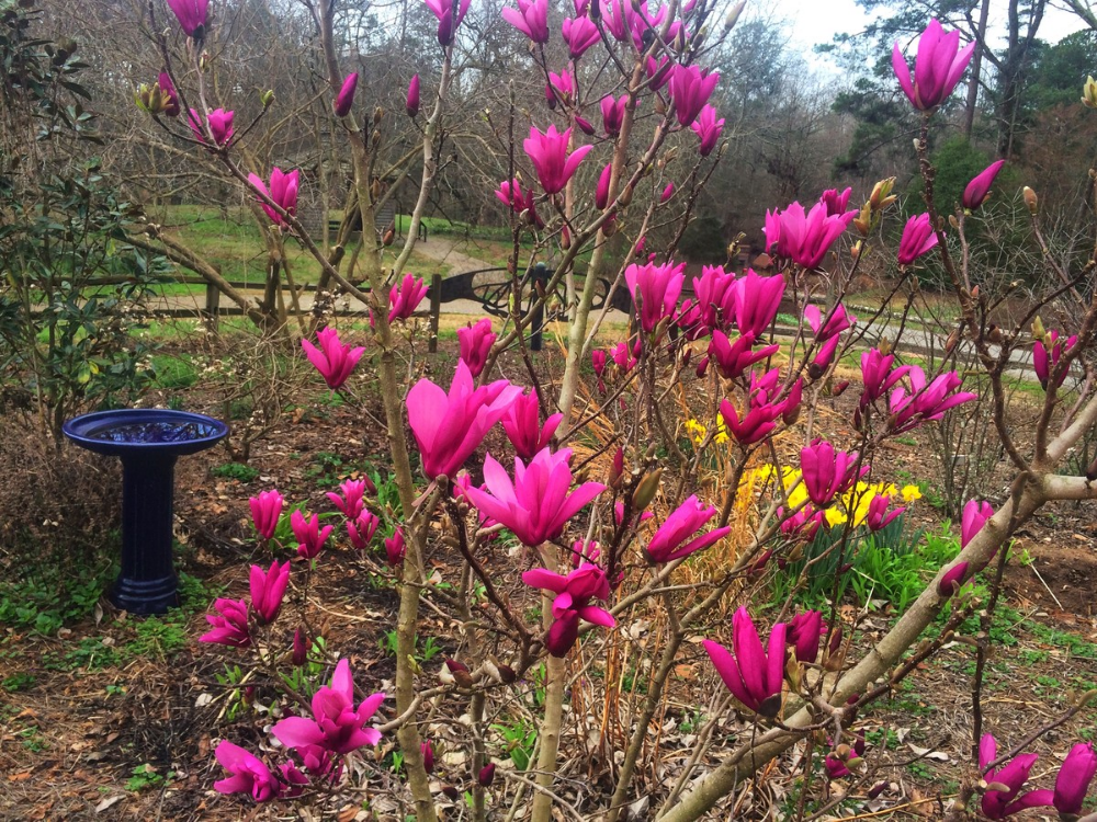 Magnolija „Cleopatra“ - Image 3