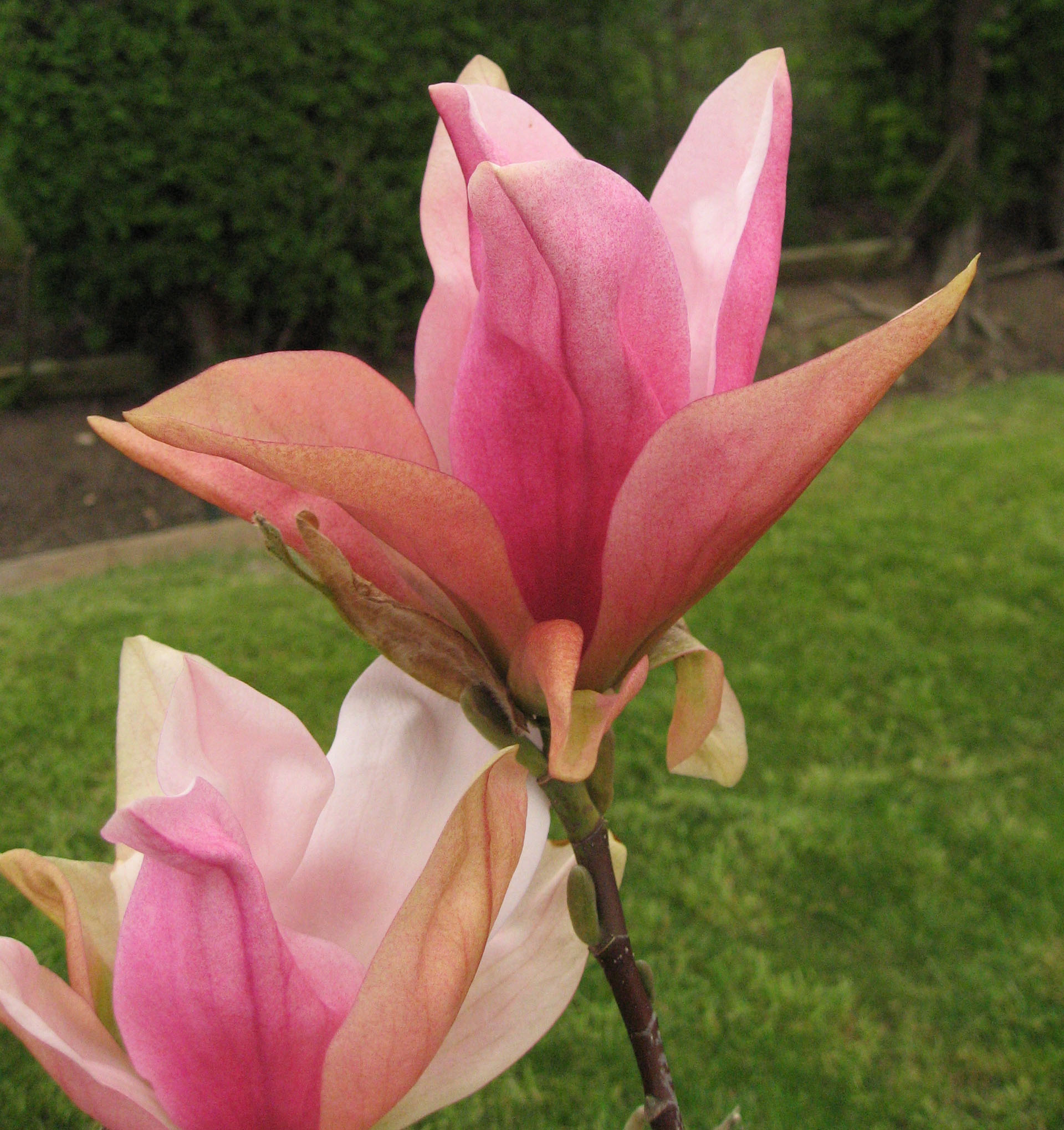 Magnolija „Daybreak“
