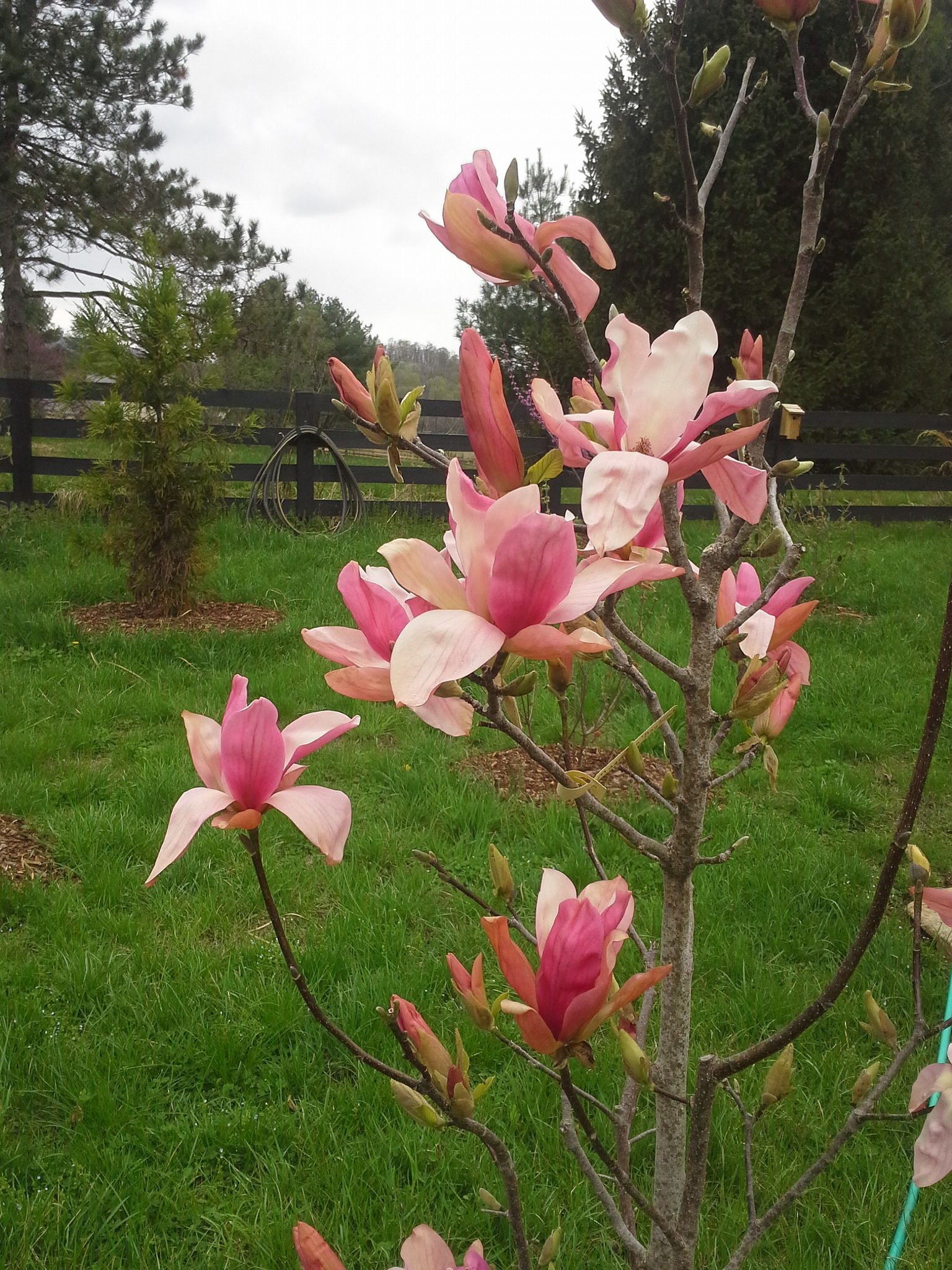 Magnolija „Daybreak“ - Image 3
