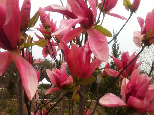 Magnolija „Daybreak“ - Image 2