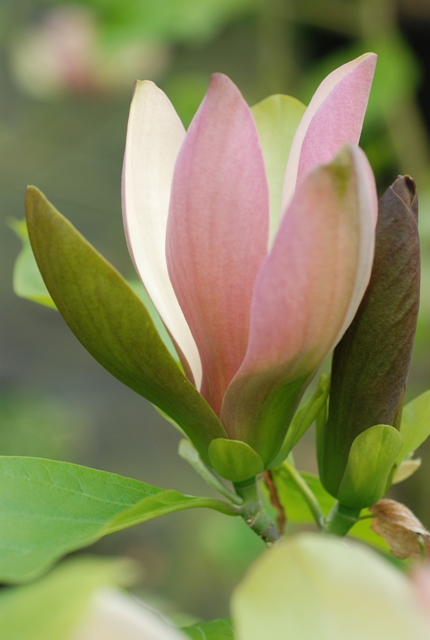 Magnolija Bruklino „Eva Maria“
