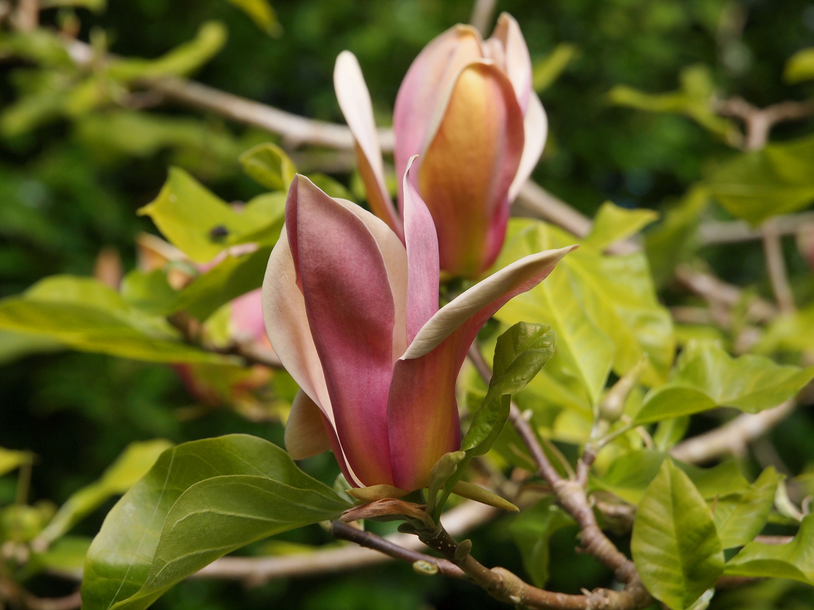 Magnolija Bruklino „Eva Maria“ - Image 2