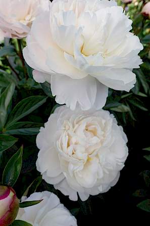 Bijūnas „Gardenia“ - Image 2