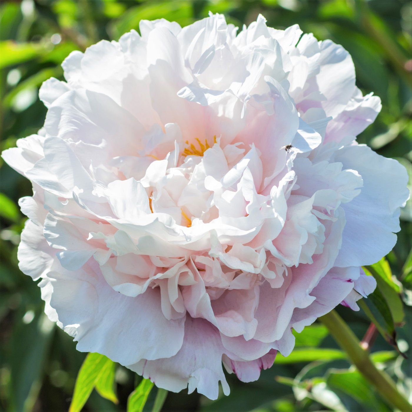 Bijūnas „Gardenia“