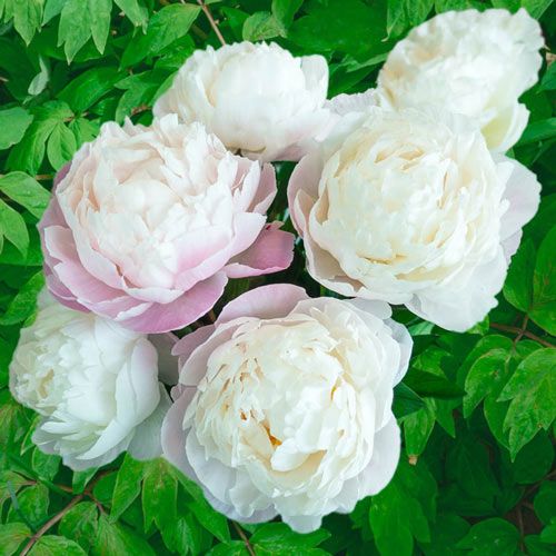 Bijūnas „Gardenia“ - Image 3