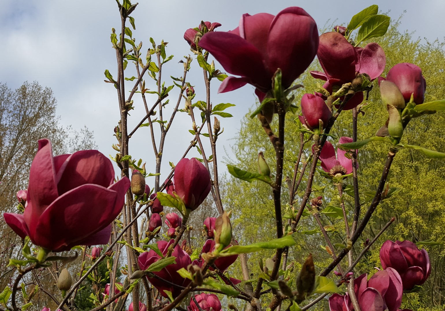 Magnolija Sulanžo "Genie" - Image 2