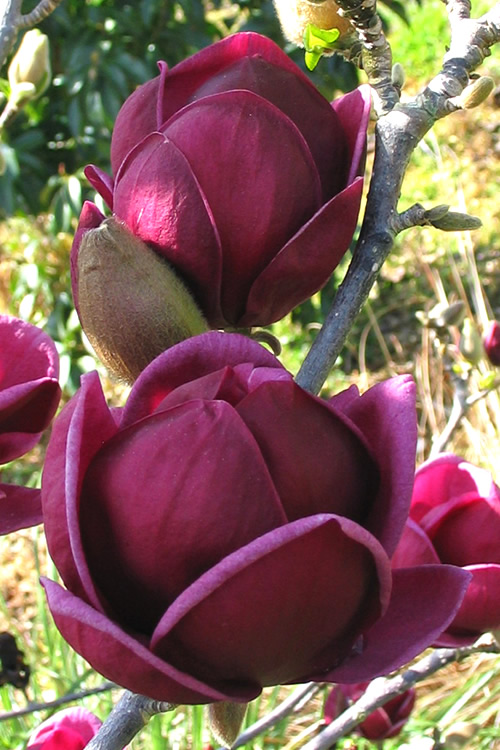 Magnolija Sulanžo "Genie"