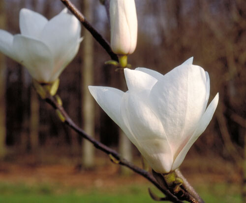 Magnolija „Gresham JG11“