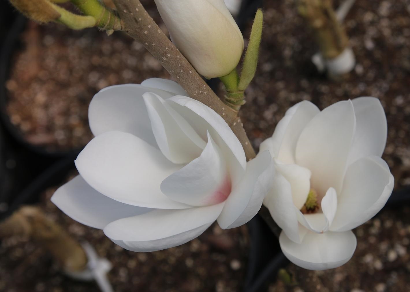 Magnolija „Gresham JG11“ - Image 2