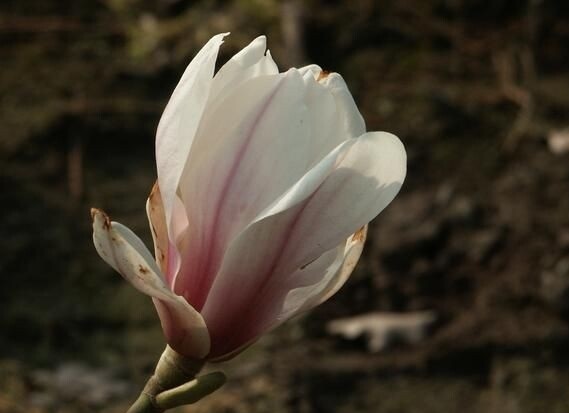 Magnolija Sulanžo „Kate Brook“