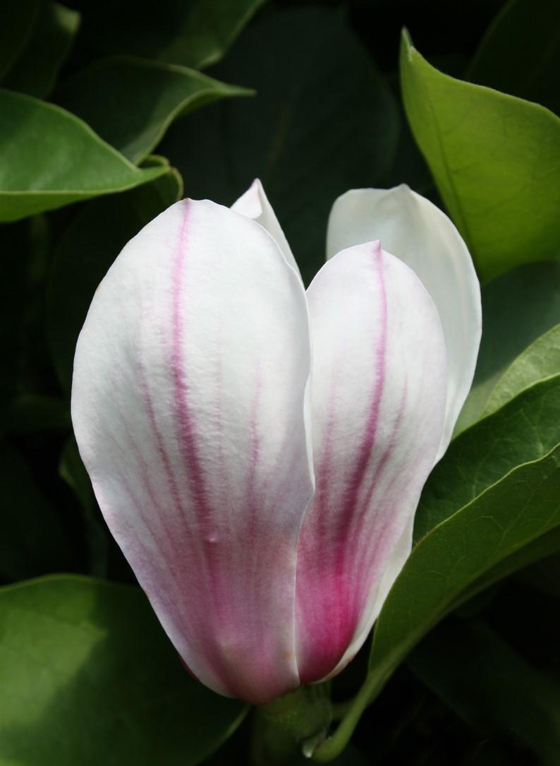 Magnolija Sulanžo „Kate Brook“ - Image 2