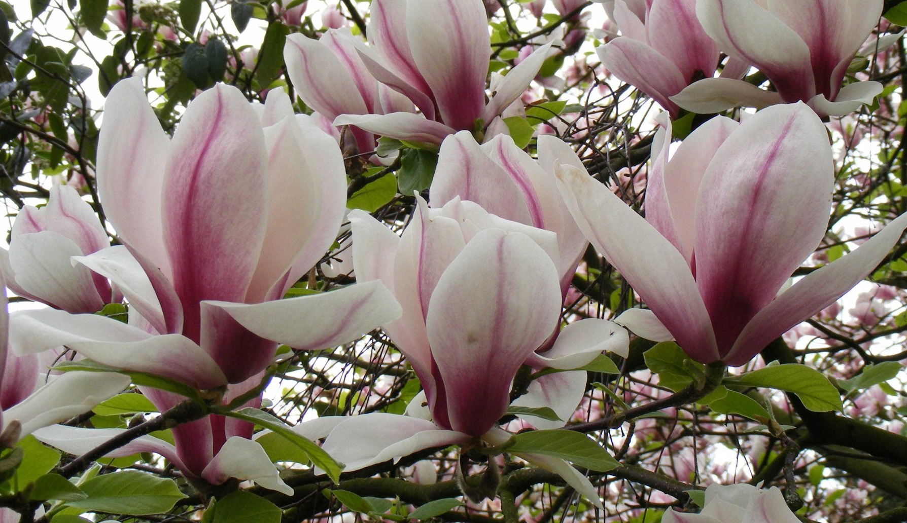 Magnolija Sulanžo „Kate Brook“ - Image 3