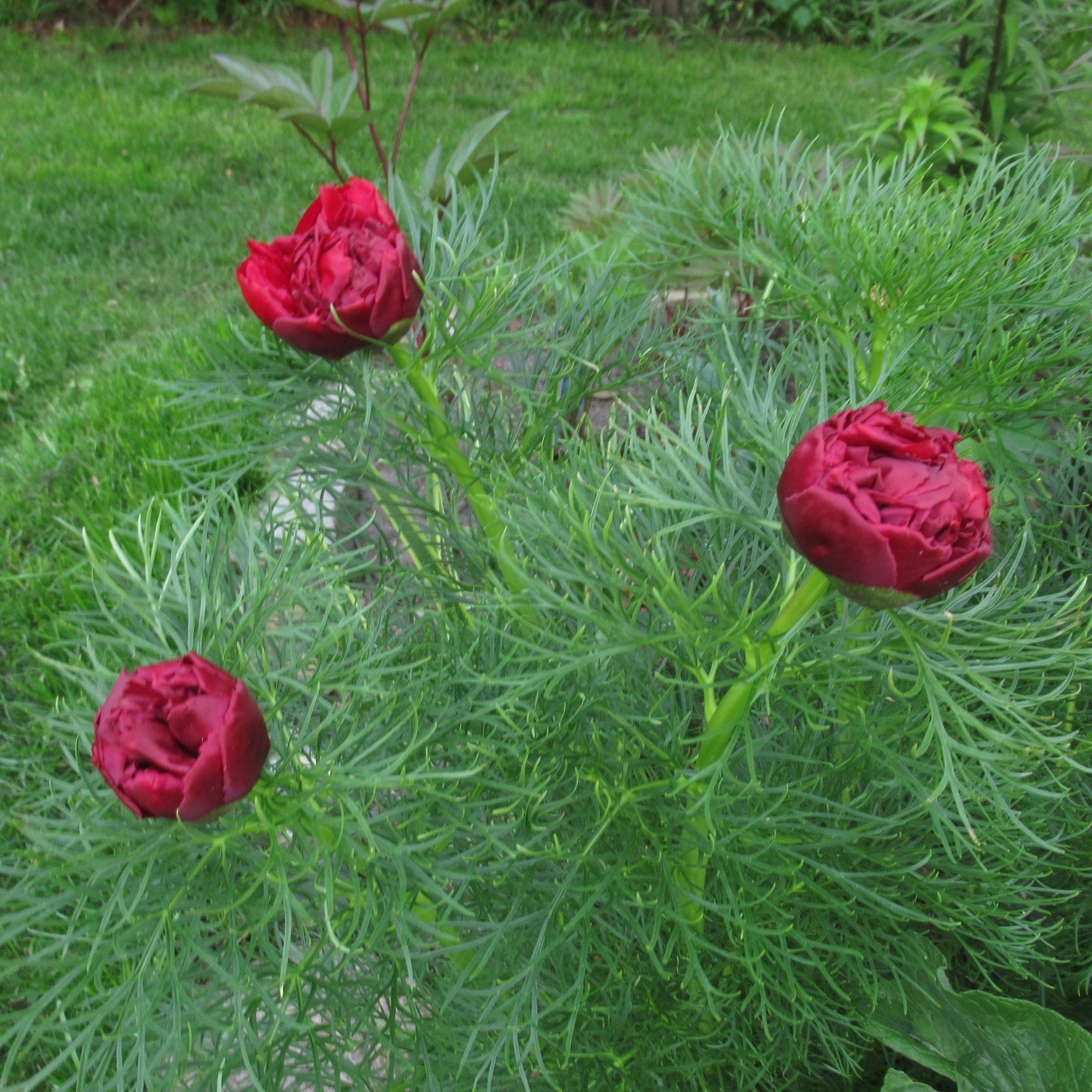 Bijūnas Krapinis Raudonasis - Image 2