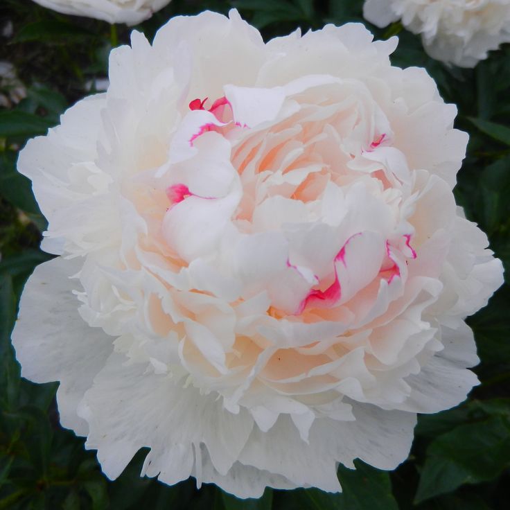 Bijūnas „Madame De Verneville“ - Image 2
