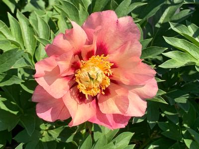 Bijūnas ITOH „Old Rose Dandy“ - Image 2