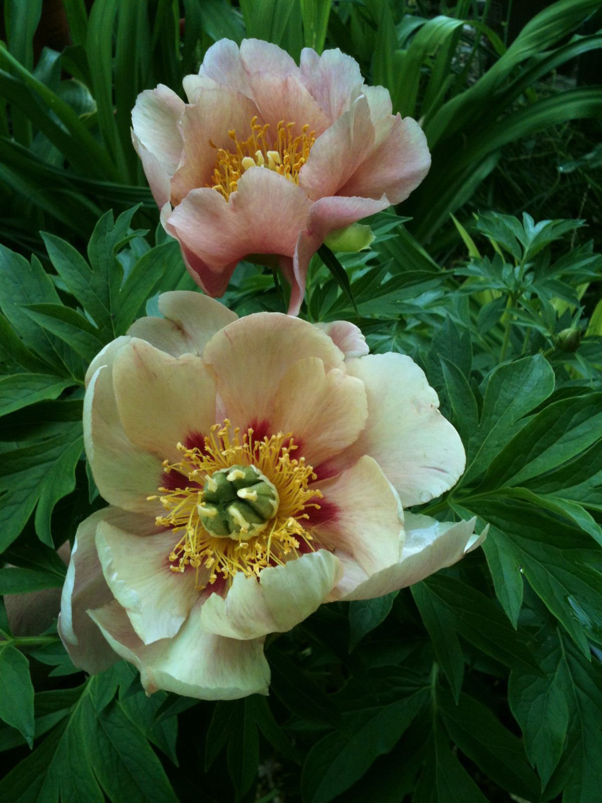 Bijūnas ITOH „Old Rose Dandy“ - Image 3