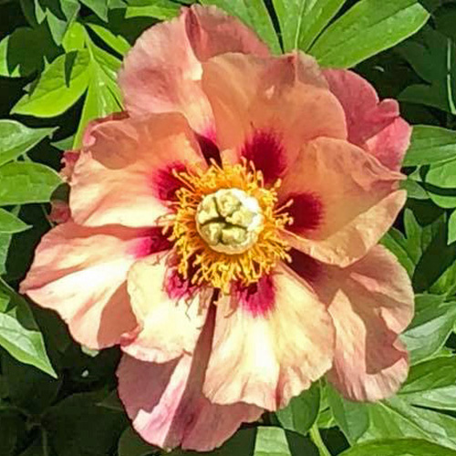Bijūnas ITOH „Old Rose Dandy“