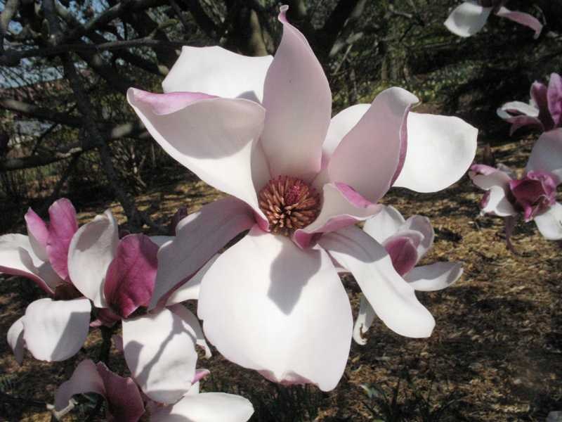 Magnolija Sulanžo "Picture" - Image 2