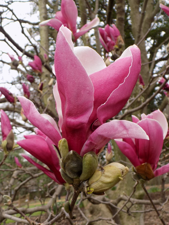 Magnolija Sulanžo "Picture"