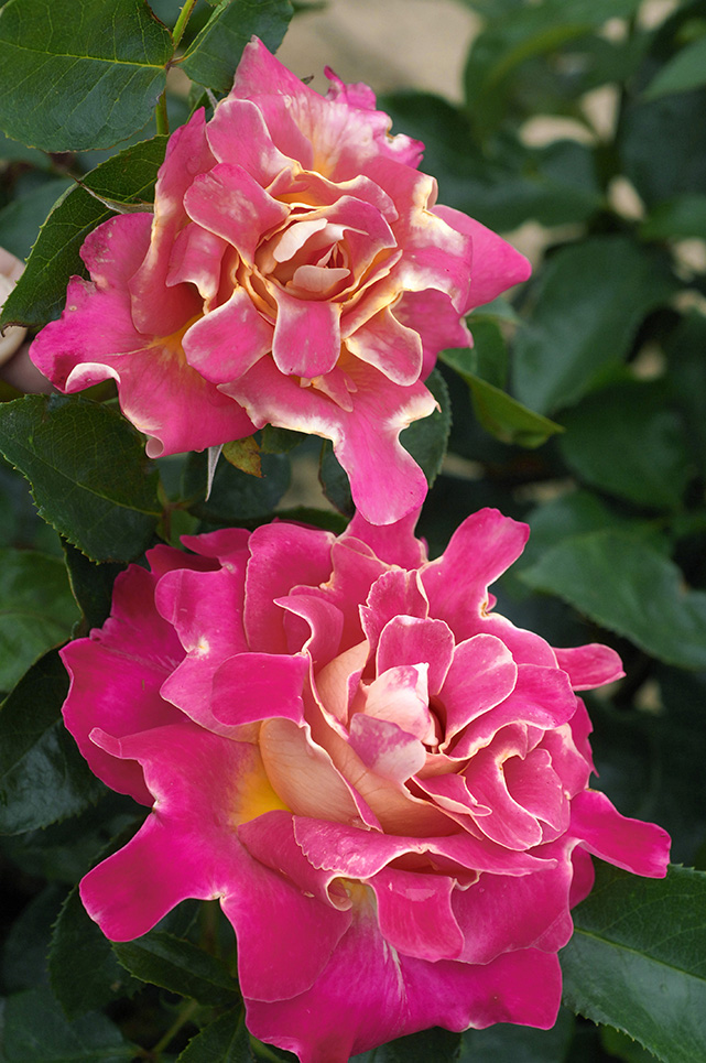 Rožė „Pink Lady Ruffles“ - Image 2