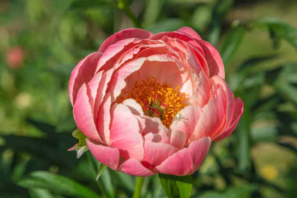 Bijūnas „Pink Hawaiian Coral“