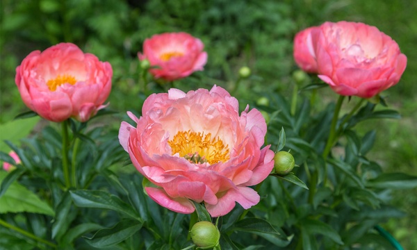 Bijūnas „Pink Hawaiian Coral“ - Image 2