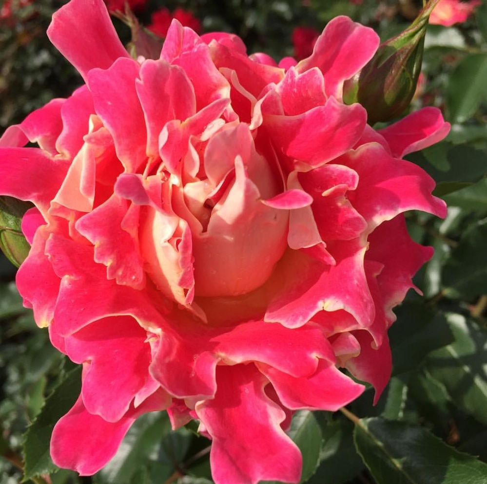 Rožė „Pink Lady Ruffles“