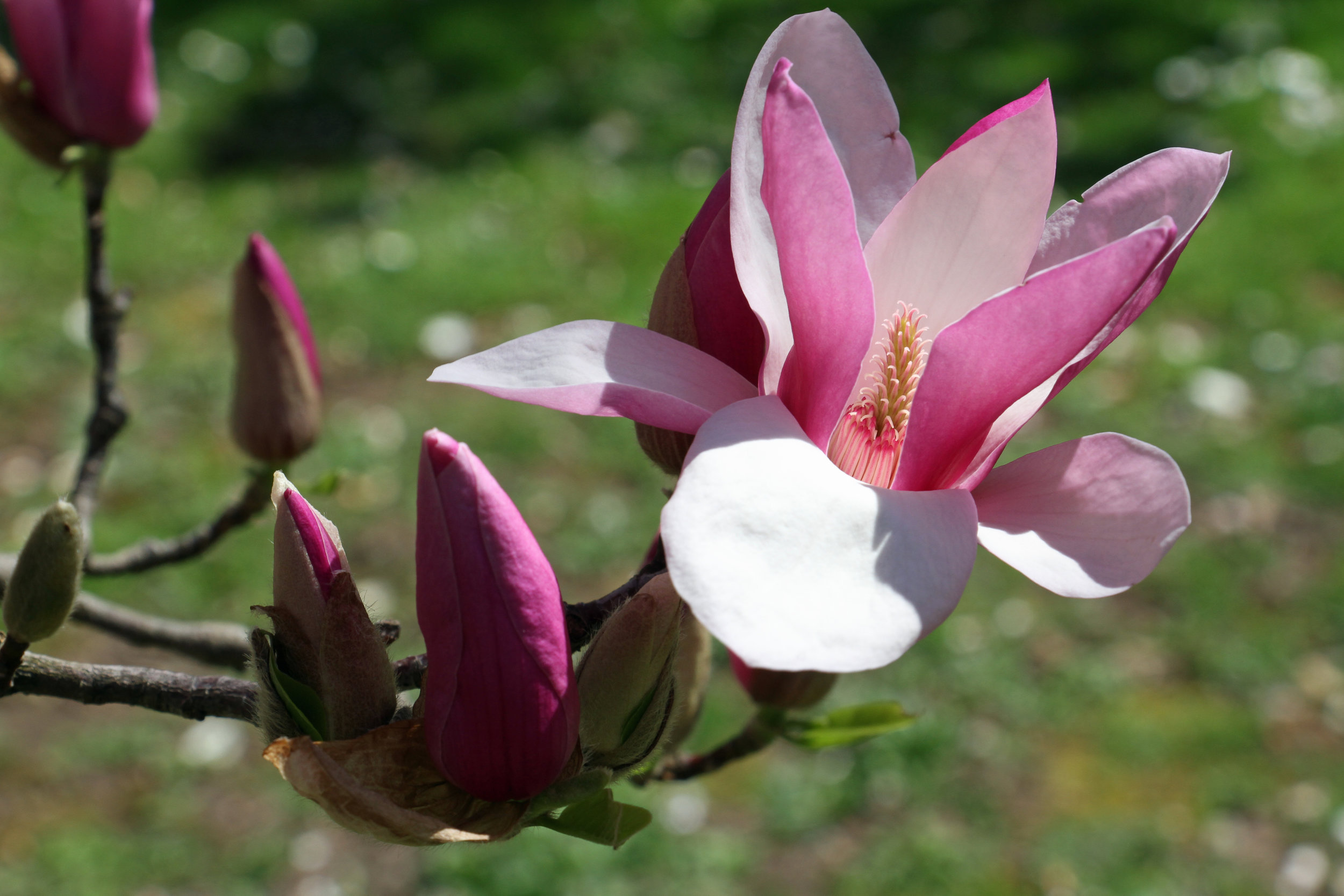 Magnolija „Purple Globe“ - Image 3
