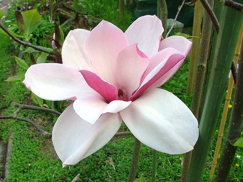 Magnolija „Purple Globe“ - Image 2