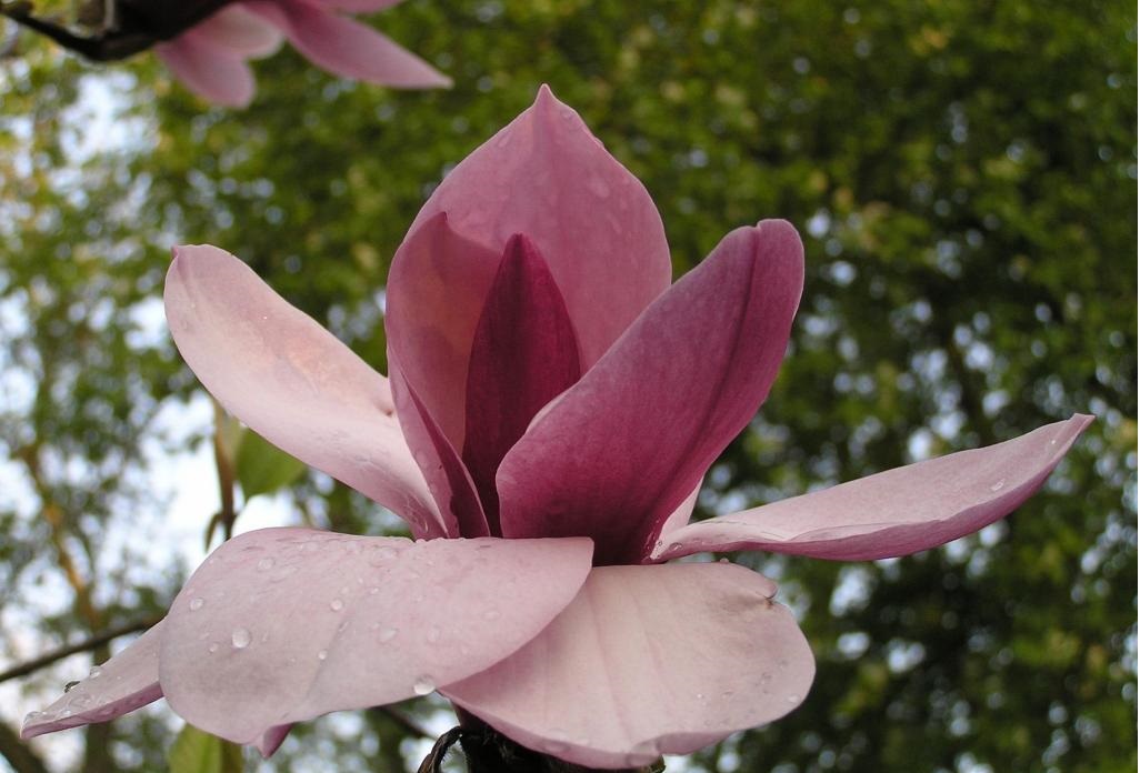 Magnolija „Purple Globe“