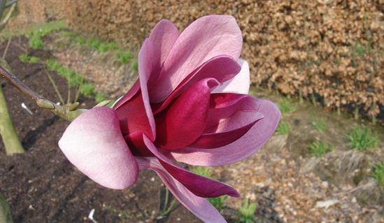 Magnolija „Purple Star“