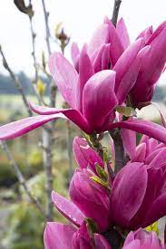 Magnolija „Purple Star“ - Image 2