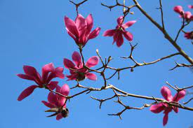 Magnolija „Purple Star“ - Image 3