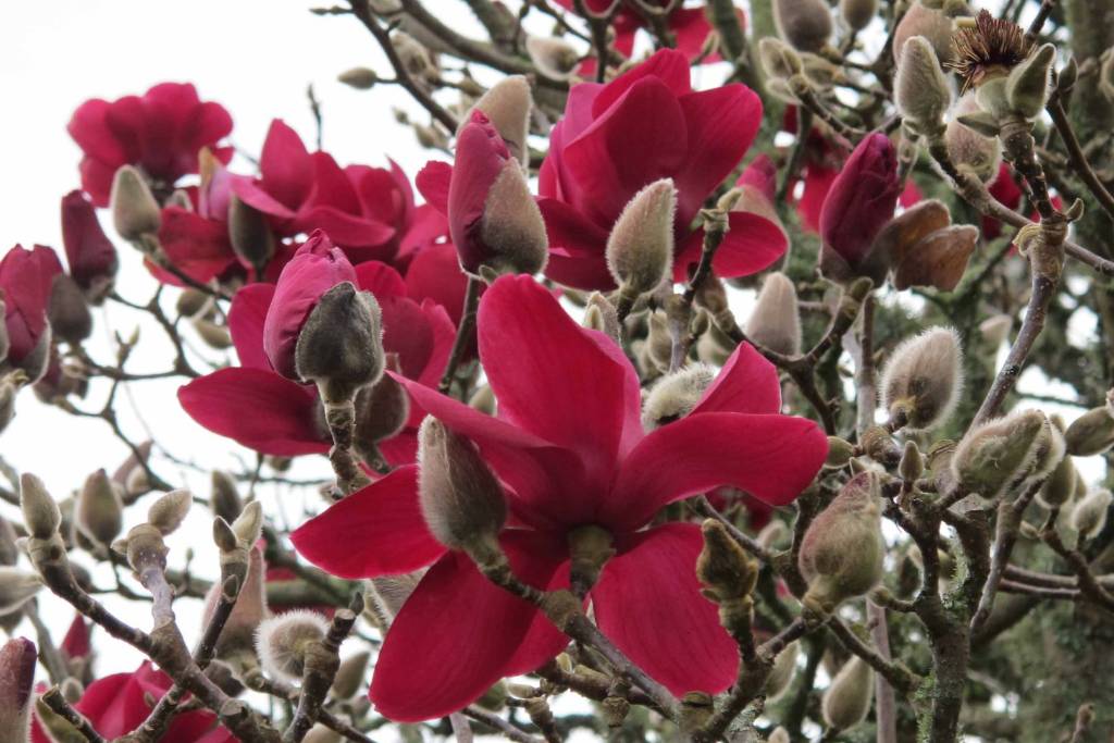 Magnolija „Red as Red“ - Image 2