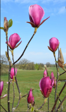 Magnolija „Red as Red“ - Image 3