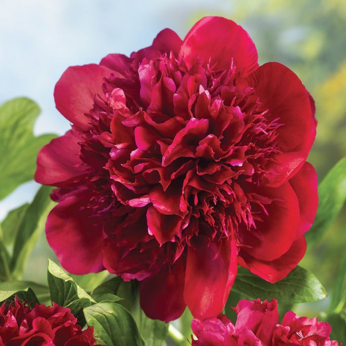 Bijūnas „Red Charm“